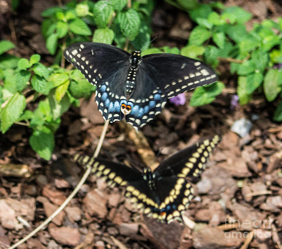 Butterflies Photograph by Angela DeFrias