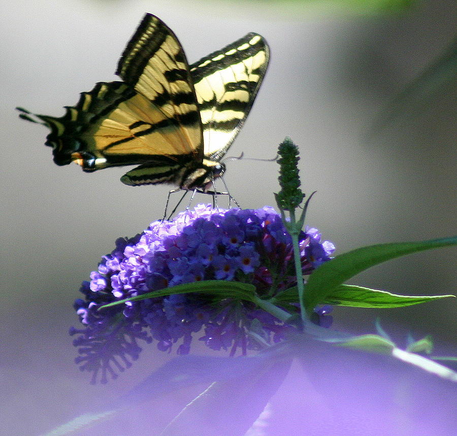 Nature Photograph - Butterflies are free by Debra Kaye McKrill