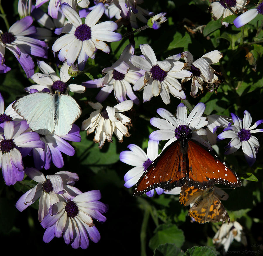 Butterflies at the Gardens Photograph by Aaron Burrows