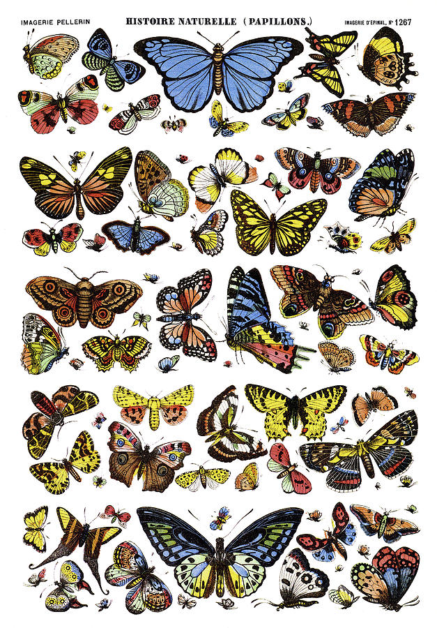 Butterflies, C1890 Painting by Granger