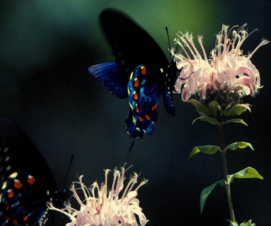 Butterflies Digital Art by Cathy Anderson