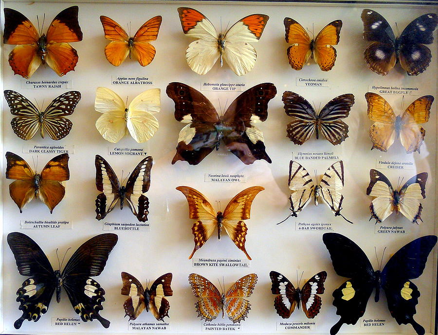 Butterflies collection by Olga Breslav