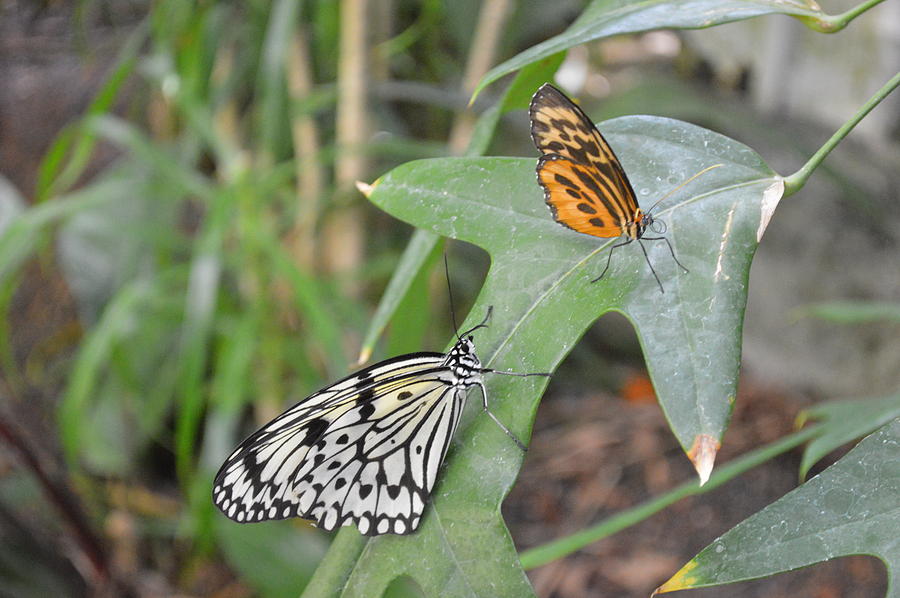 Butterflies Photograph by Curtis Krusie