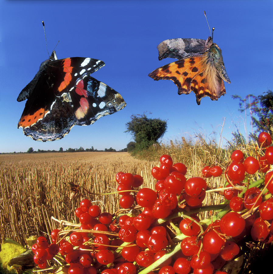 Butterfly Photograph - Butterflies by Dr. John Brackenbury/science Photo Library