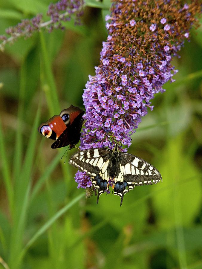 Wildlife Photograph - Butterflies Feeding On Buddleia Flowers by Bob Gibbons