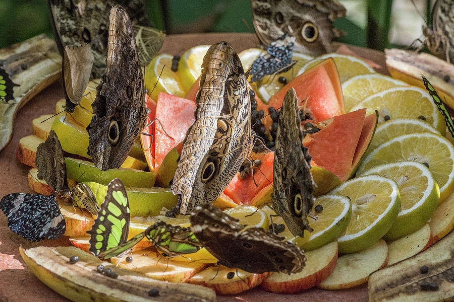 Butterflies Feeding On Fruits Parana Photograph By Vitor Marigo Pixels