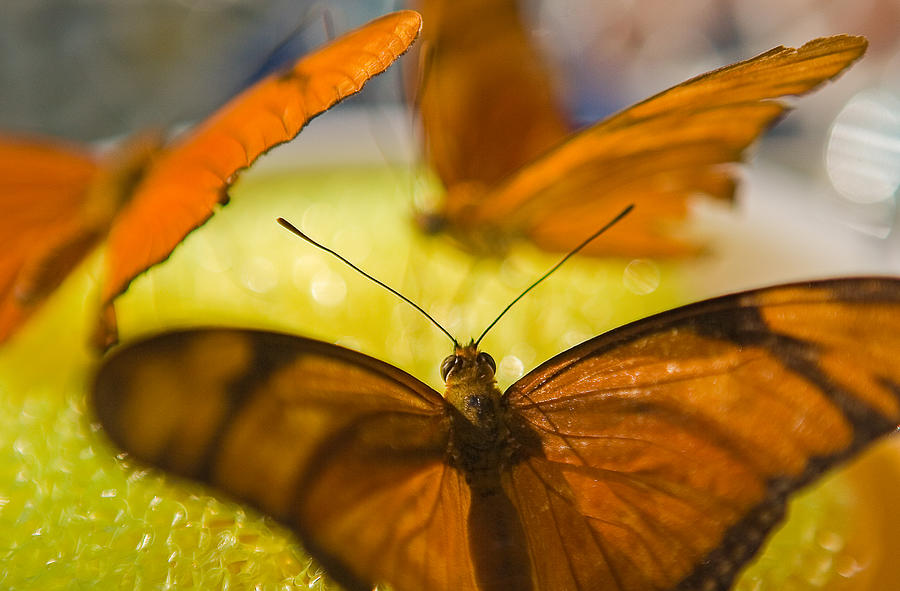 Butterflies Feeding Photograph by Scott Campbell