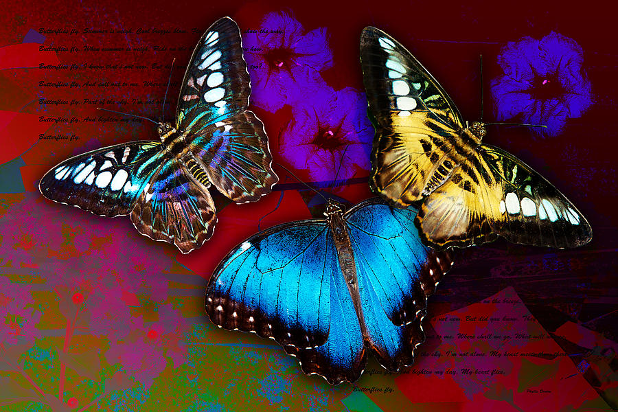 Butterflies Fly Photograph by Phyllis Denton