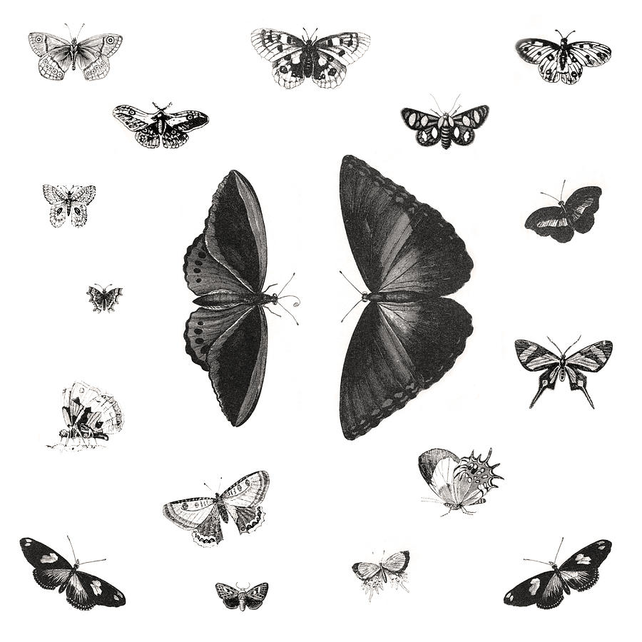 Butterflies Digital Art by Gina Dsgn - Pixels