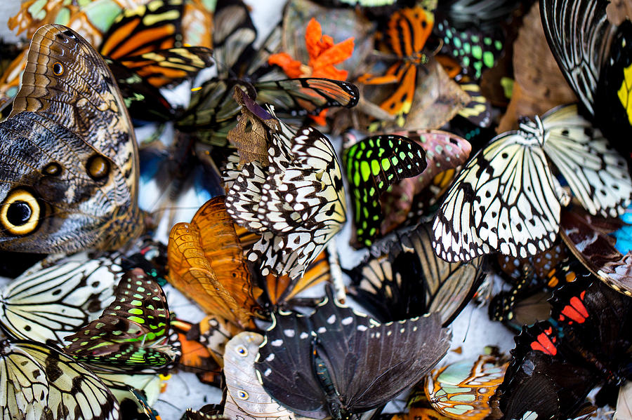 Butterflies in a Box Photograph by Darby Donaho Fine Art America