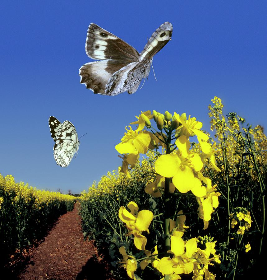 Butterflies In Flight Photograph by Dr. John Brackenbury/science Photo Library