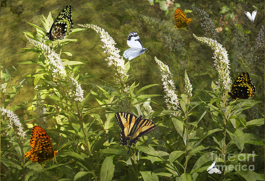 Butterflies in Golden Garden Photograph by Belinda Greb