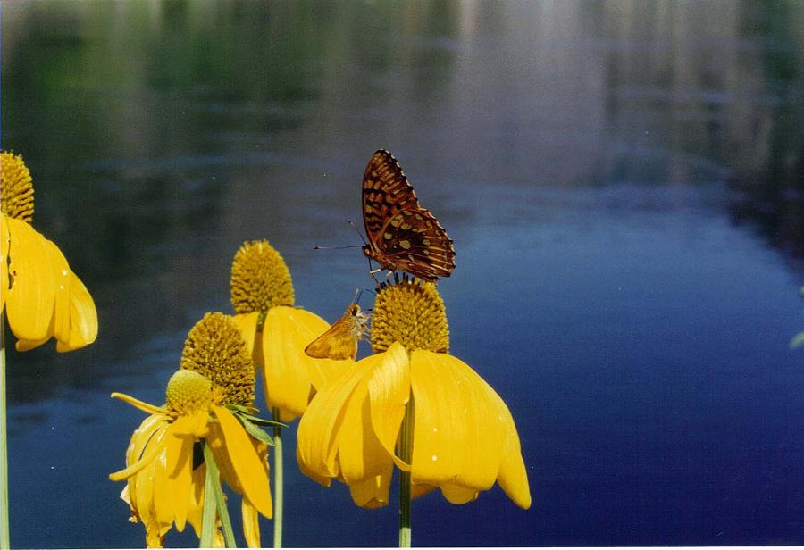 Butterflies In The Canyon Photograph
