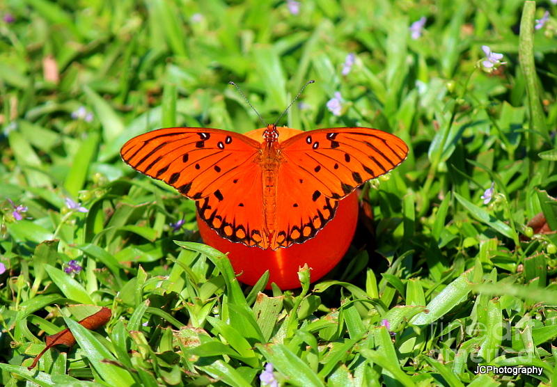 Wildlife Photograph - Butterflies by Jessica Christensen