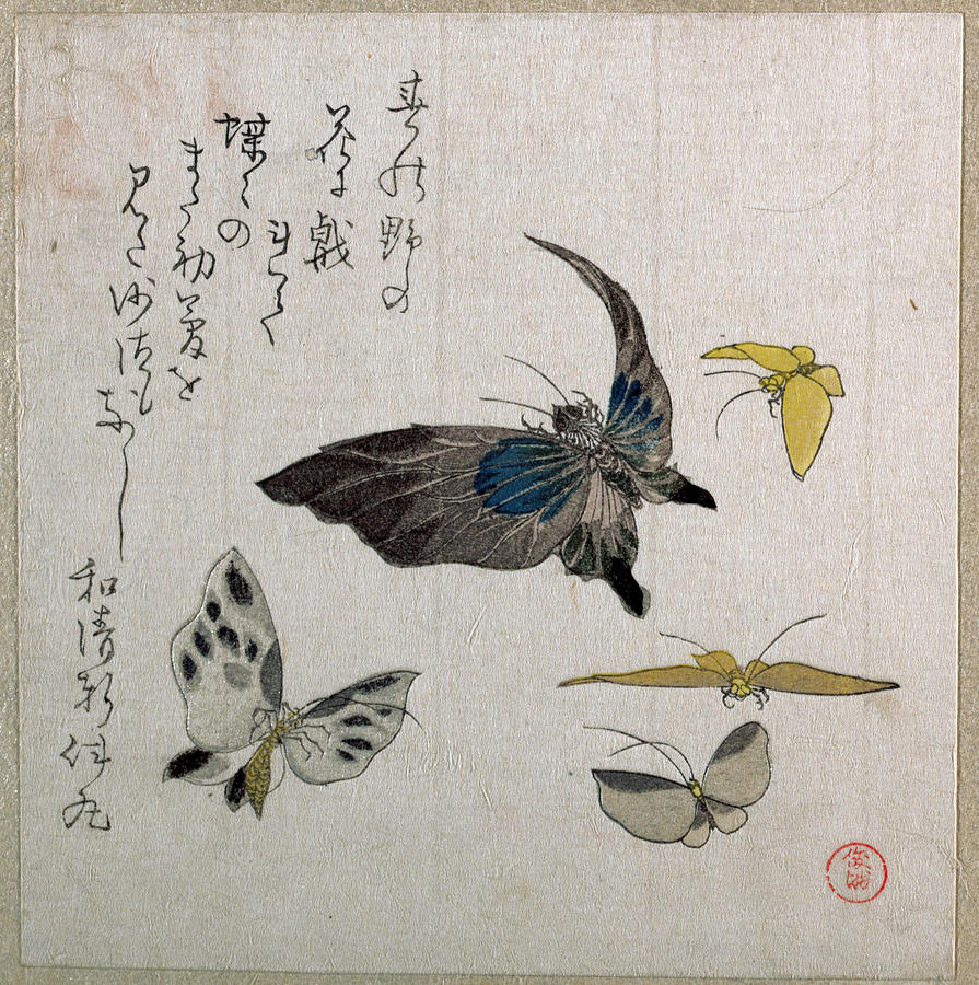 Butterflies Drawing by Kubo Shunman