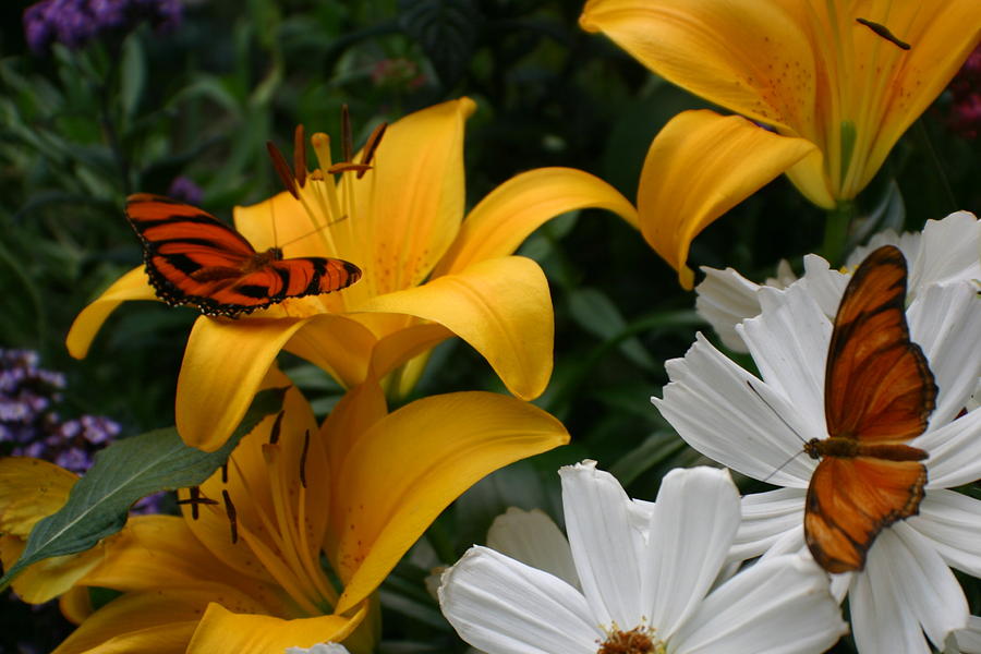 Butterfly Photograph - Butterflies Landing by Jane Girardot