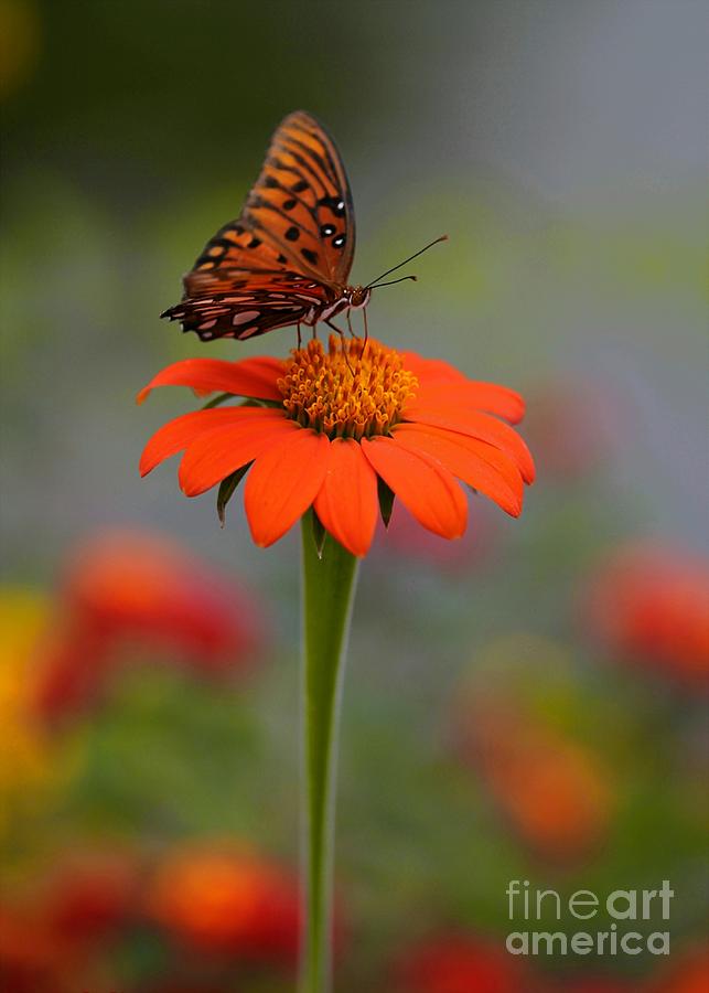 Butterflies Love Orange Photograph by Sabrina L Ryan