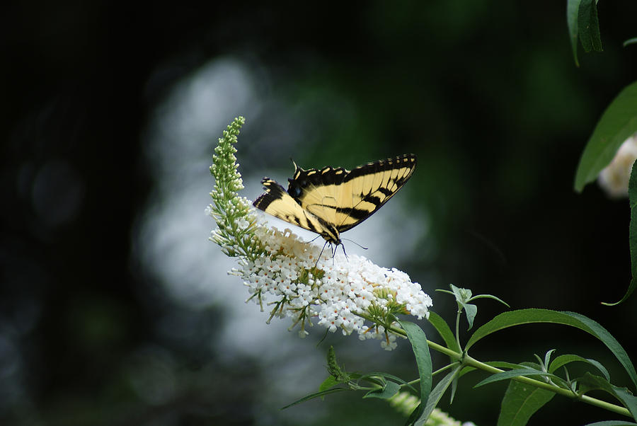 Butterflies Photograph by Margie Avellino