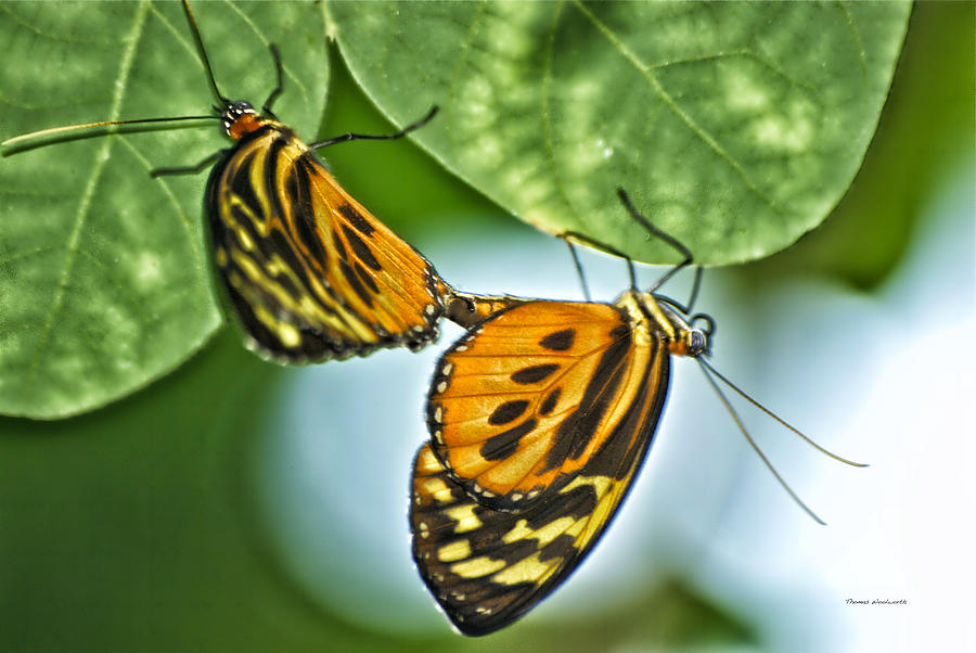 Butterflies Mating Photograph by Thomas Woolworth
