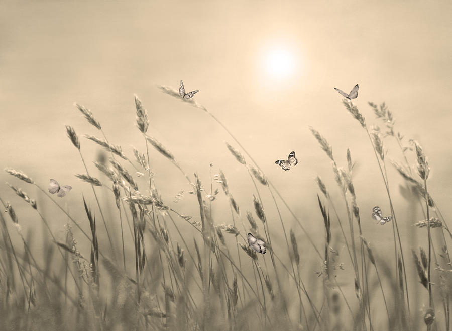Butterflies Digital Art by Nina Bradica