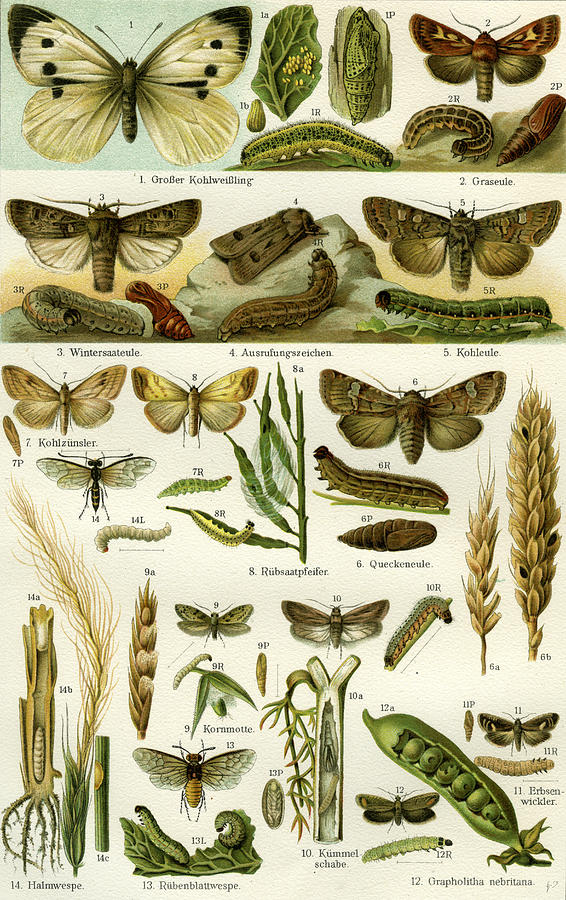 Nature Drawing - Butterflies Nineteenth Century by English School