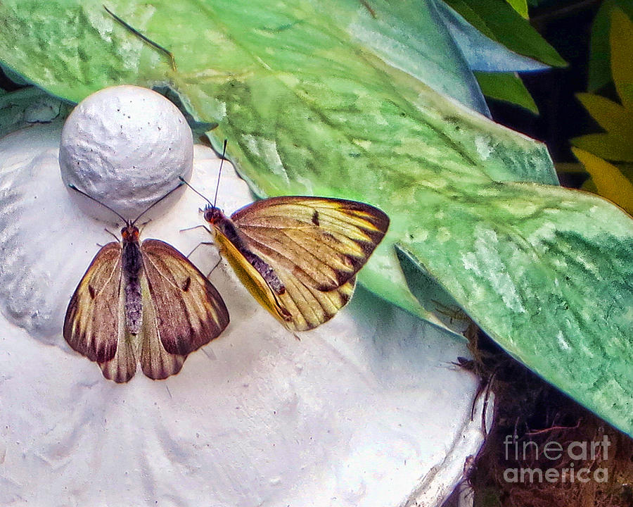 Butterflies Photograph by Nora Martinez