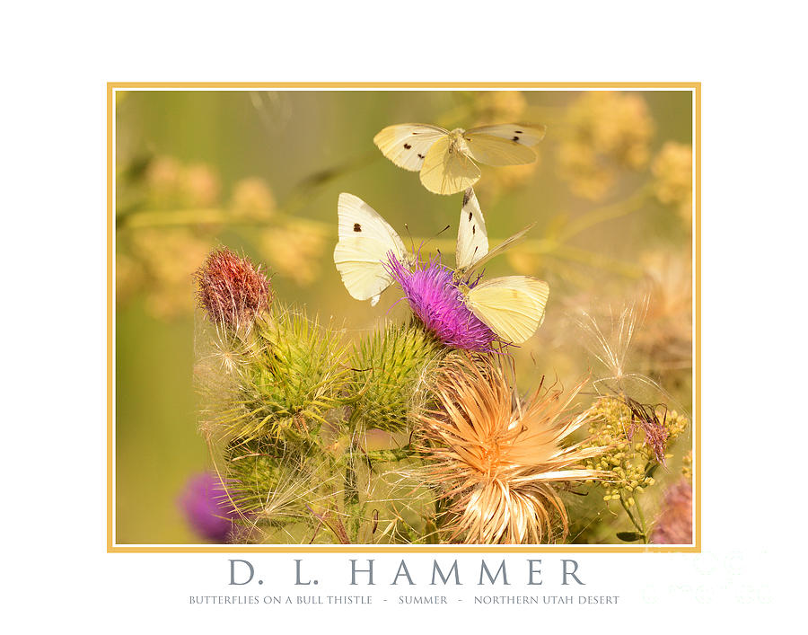 Butterflies on a Bull Thistle Photograph by Dennis Hammer