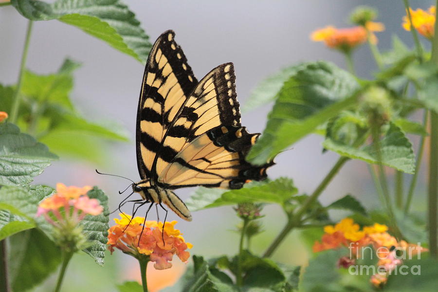 Butterflies On A Flower Photograph