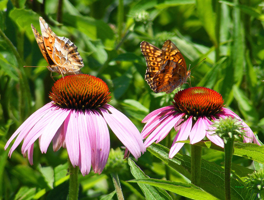 Butterflies on Echinacea Flowers Photograph by Duane McCullough