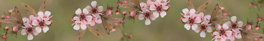 Unique Photograph - Butterflies on Leptospernum Flowers Panorama by Sheryl Caston