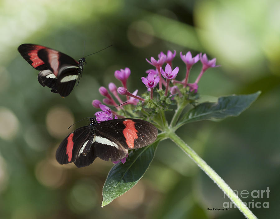 Butterflies Photograph by Pam  Holdsworth