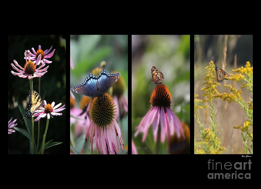 Butterflies Panel Photograph by Yumi Johnson
