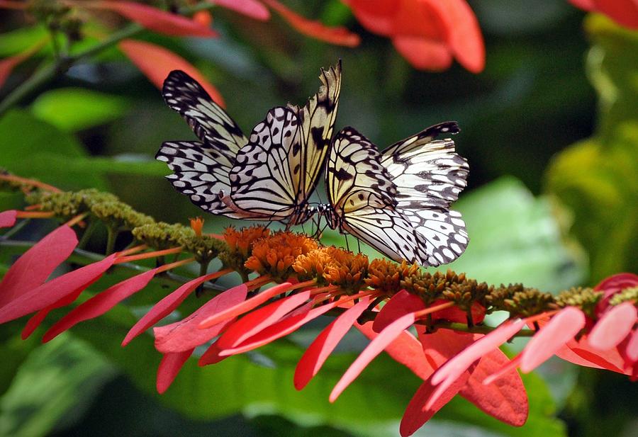 Butterflies Photograph by Savannah Gibbs