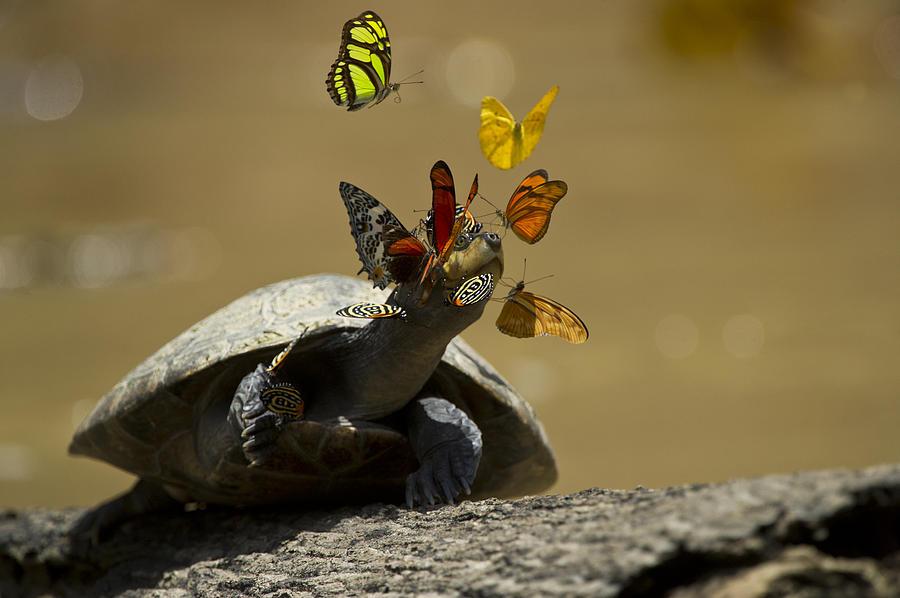Butterflies Sipping Salt From Turtles Photograph by Pete  Oxford