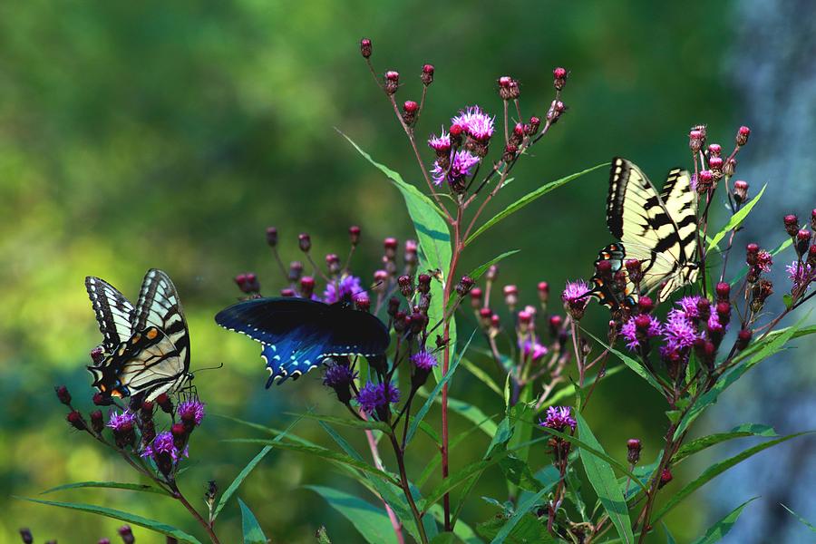 Butterflies Three Photograph by Carol Montoya