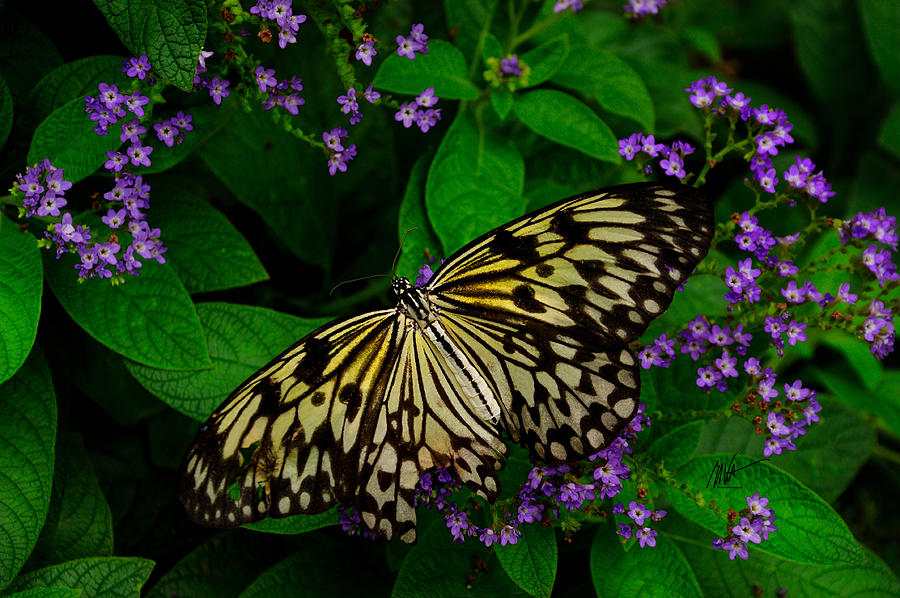 Butterfly - Yellow Green Purple Digital Art by Mark Valentine