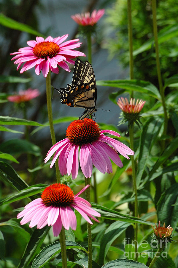 Butterfly 1 2013 Photograph by Edward Sobuta