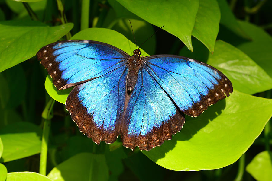 Butterfly 1 Photograph by Dragan Kudjerski