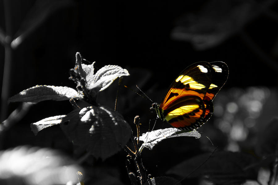 Nature Photograph - Butterfly-1 by Fabio Giannini