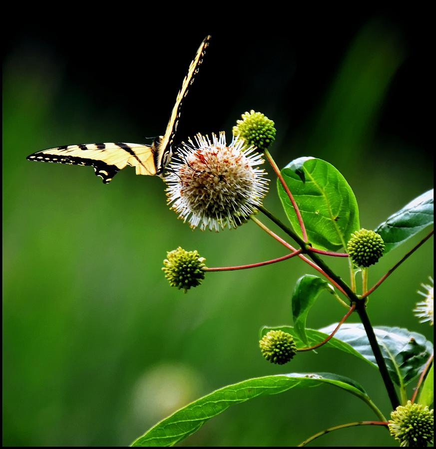 Butterfly 1 Photograph by Jeffrey Platt