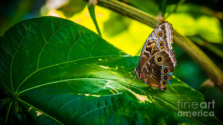 Butterfly 1 Photograph by Perry Webster