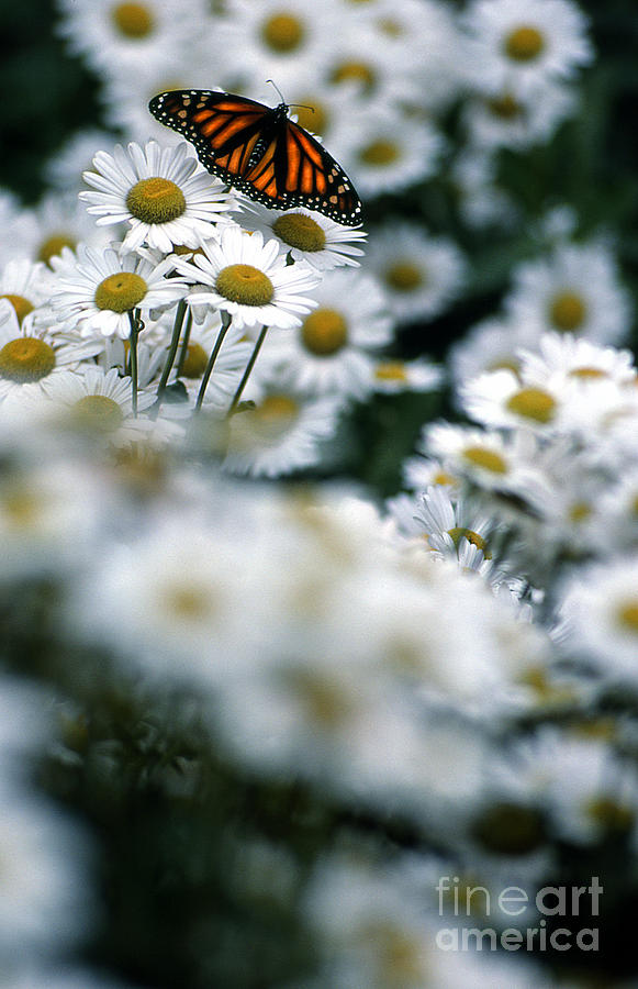 Butterfly 1 Photograph by Rich Killion