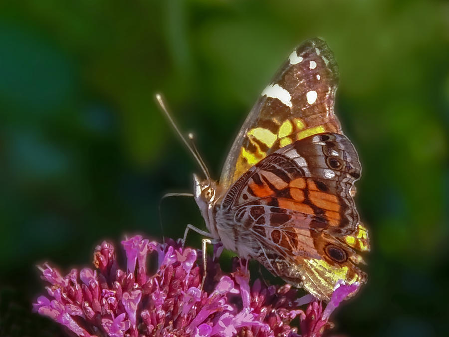 Painted Lady Butterfly Photograph by Robert Mitchell