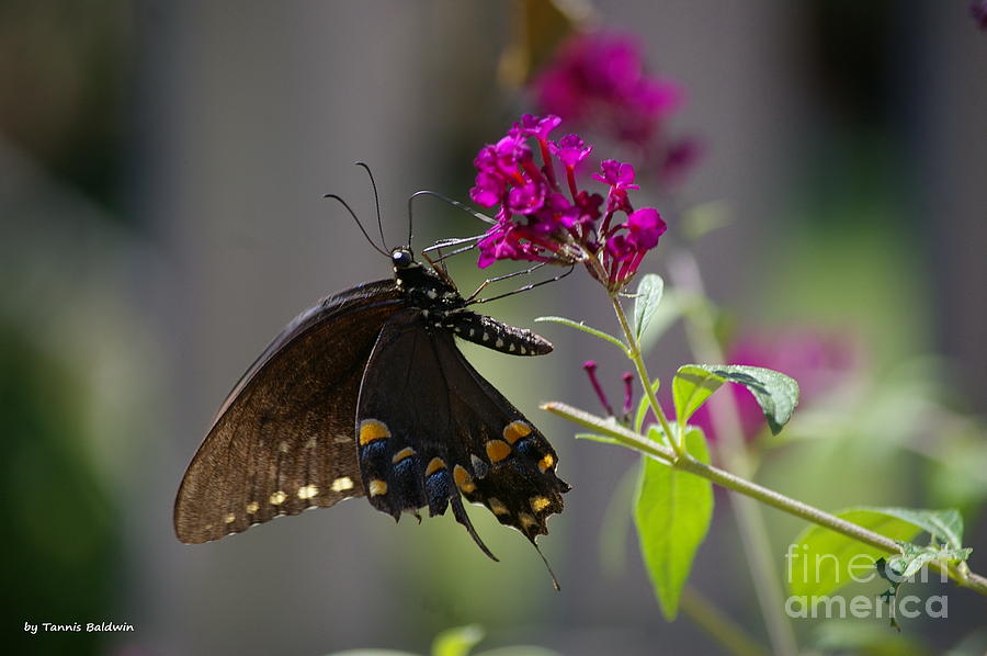 Butterfly 1 Photograph by Tannis  Baldwin