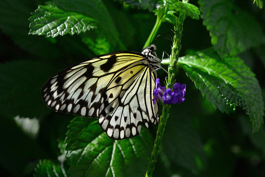 Butterfly 10 Photograph by Dragan Kudjerski