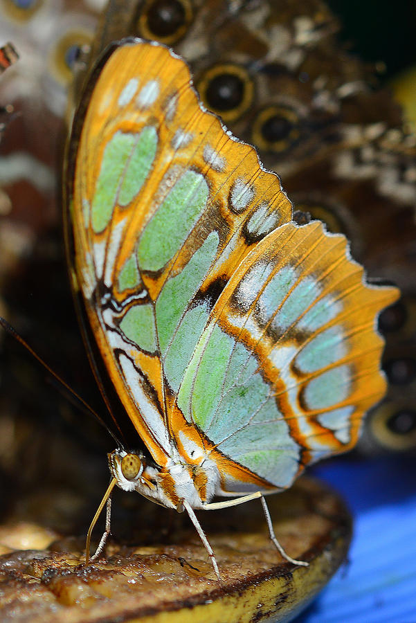 Butterfly  11 Photograph by Dragan Kudjerski