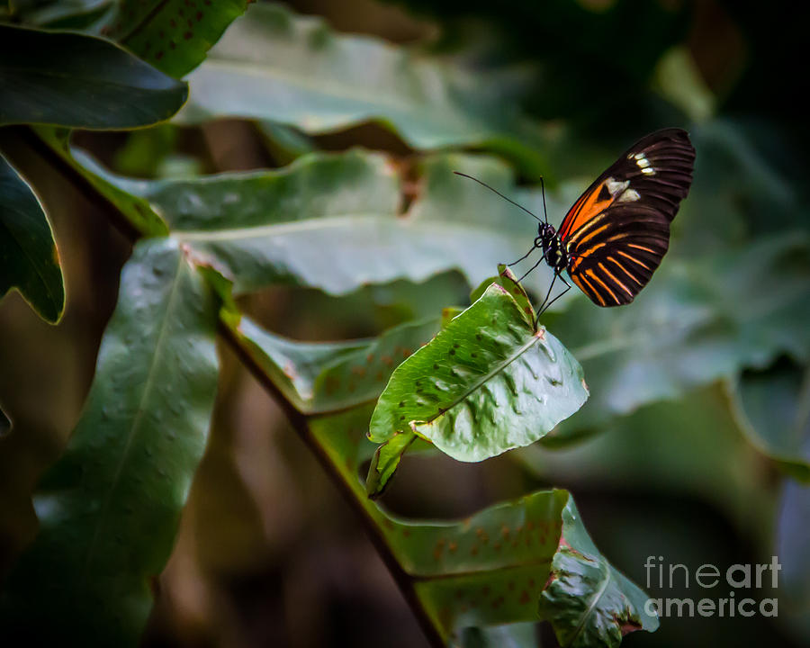 Butterfly Photograph - Butterfly 11 by Perry Webster