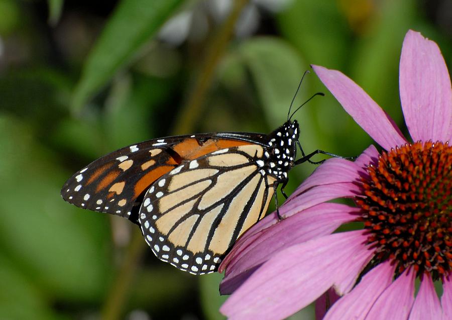 Butterfly 129 Photograph by Joyce StJames - Fine Art America