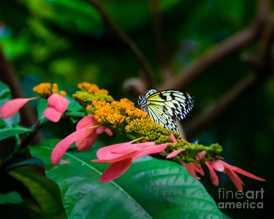 Butterfly Photograph - Butterfly 14 by Perry Webster