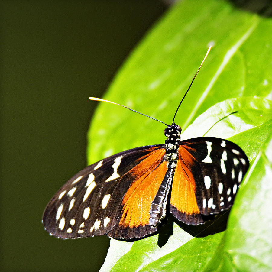 Butterfly 17 Photograph